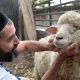 Курмандык чалуу кандай адамга милдеттүү? Ага кандай мал союлушу керек? Муфтийдин жообу