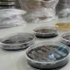 Түркиянын окумуштуулары бактериялардын жаңы 60 түрүн аныкташты
