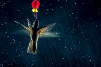 Улуу Британияда 6 миллион сом үчүн ат салышкан фотографтар сынагы жыйынтыкталды (сүрөттөр)