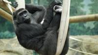 АКШдагы зоопарктардын биринде 13 горилла коронавируска чалдыкканы айтылды