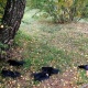 Орусиянын Новосибирск аймагында 200гө чукул карганын өлүгү табылды