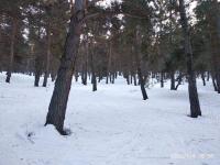 Каракол жаратылыш паркында коттедждерди куруу үчүн дарактар кыйылып жатабы? Министрликтин жообу