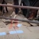 Казакстанда жылкылар картон жеп жаткан видео тарады