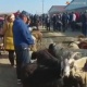 ЭЛДИК КАБАР: "Мал базар көчөгө чейин чыгып кетти". Тургундар нааразы болушууда
