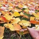 Ноябрдын биринчи күнүнө карата аба ырайы тууралуу маалымат