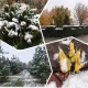 Себелеп жаап өткөн кар, үшүгөн гүлдөр... Кеч күздө тартылган ТОП-15 сүрөт