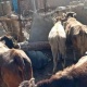 Мал уурдагандарды 10 жылга эркинен ажыратуу сунушталууда