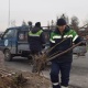 Жалал-Абад шаарына павловния дарактары отургузулду