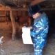 Баткенде мал уурулукту алдын алуу боюнча иш-чарада 3 кылмыштын бети ачылды