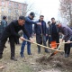 Ош шаарына Өзбекстандан келген павловния көчөттөрү отургузулду. Эстафета Бишкекке узатылды