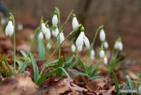 12-мартта күтүлгөн аба ырайы