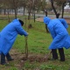 Жалал-Абадда Нооруз сейил багына 100 эмен көчөтү отургузулду