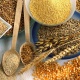Көп түшүм алуу үчүн сапаттуу үрөндү кантип тандоо керек? Адис менен маек