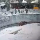 Баласын аюуга ыргыткан эне эсиңиздеби? Анын психикалык жактан жабыркаганы аныкталды