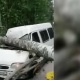 Бишкекте депутаттар бара жаткан кичи автобустун үстүнө дарак кулап түштү