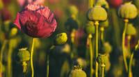 Ооганстанда апийимди өстүрүүгө тыюу салынган чечимди Тышкы иштер министрлиги кубаттады