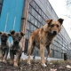 Быйыл Бишкекте жолбун жаныбарларды жок кылууга 4 миллион сомдон ашуун каражат сарпталат
