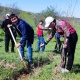 Маданият министрлигинин кызматкерлери &ldquo;Жашыл мурас&rdquo; улуттук өнөктүгүн улай ишембиликке чыгышты