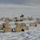 Нарында 800 баш кой менен Калмак ашуусунда калып калган 4 чабан куткарылды