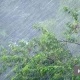 15-июнда өлкө аймагында жамгыр жаап, катуу шамал болушу күтүлөт. Эртеңкиге карата аба ырайы