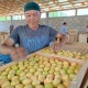 Баткенде кайра иштетилген өрүктү чет өлкөгө чыгаруучу логистикалык борбор ачылат