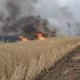 Чүйдө 50 гектар жердеги куураган чөп жана чабыла элек эгин өрттөндү