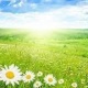 +41. 21-июлда өлкө аймагында күн ачык болот