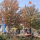 ЭЛДИК КАБАР: "Канча жылдан бери өсүп турган дарактар куурап жатат" дейт Бишкектин тургуну