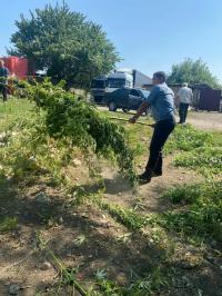 Чүйдө 200 килограмм жапайы кара куурай жок кылынды