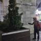 "Ала-Тоо" аянтында ийне жалбырактуу дарактарды тазалоо иштери жүрдү