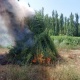 Жалал-Абадда 23 тоннадан ашык кара куурай жок кылынды