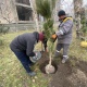 Борбор калаада 170 даана көчөт отургузулду