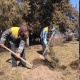 Бишкек шаарына 250 көчөт отургузулду