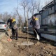Бишкектеги Тыныстанов көчөсүнө кайың көчөттөр отургузулду (фото)
