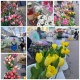 Жакыныңызга гүл алдыңызбы? Бишкектин көчөлөрү майрамдык маанайга бөлөндү (сүрөттөр)
