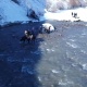 Чаткалда дайынсыз болуп изделип жаткан жарандын сөөгү табылды