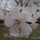 Өрүкзардын "сакурасы" гүлүн ачты (фоторепортаж)