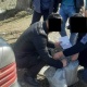 "Мүшөктөп ташып". Түптүн тургуну 20 килограммга жакын баңгизат менен кармалды (видео)