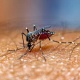 Дүйнөлүк уюм Европада кооптуу вирусту алып жүргөн чиркейлер көбөйгөнүн эскертти